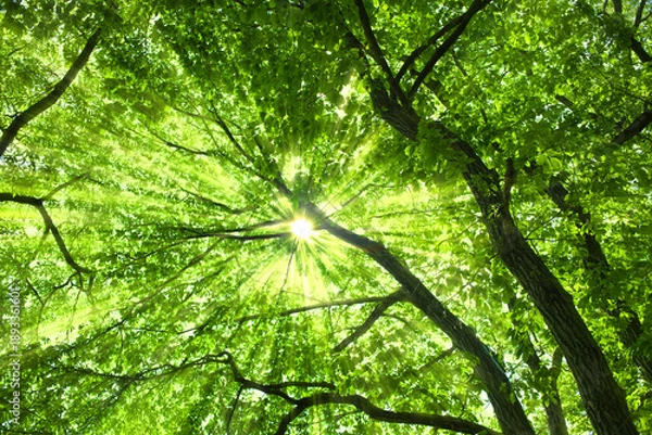 Fototapeta 緑の木　太陽光