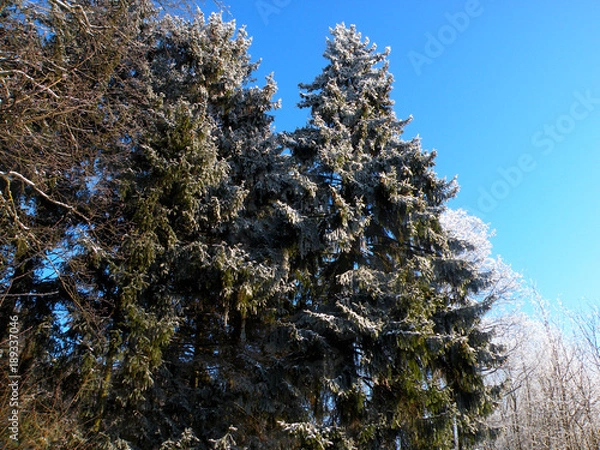 Fototapeta fluffy hoarfrost