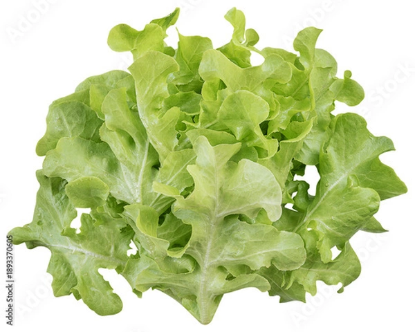 Obraz Green oak lettuce vegetable