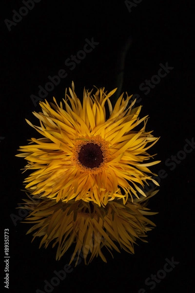 Obraz Blume, Farbe,Gerbera, Asteraceae