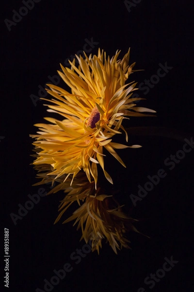 Obraz Asteraceae (Gerbera), Blume, Farbe