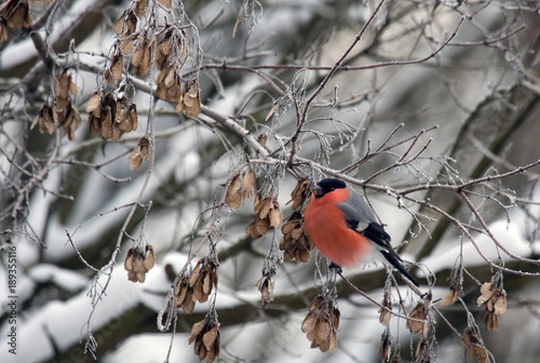 Fototapeta Bullfinch sitting on a branch of a maple