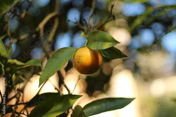 Obraz orange