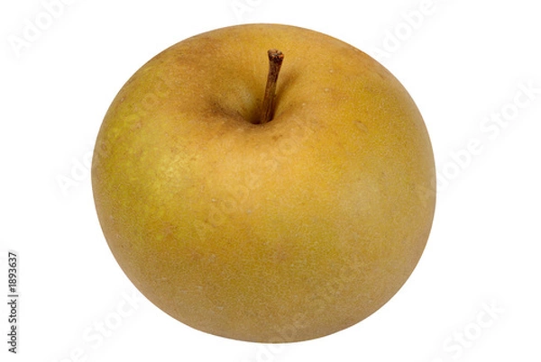 Obraz pomme reinette du canada