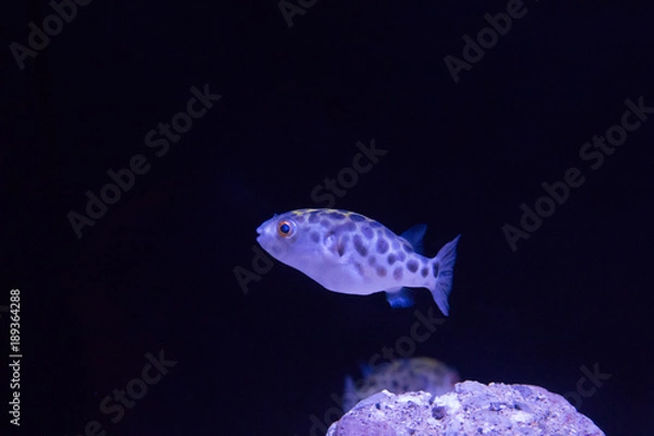 Obraz 【生物】ミドリフグ