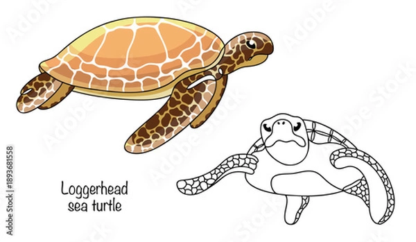 Obraz Loggerhead sea turtle
