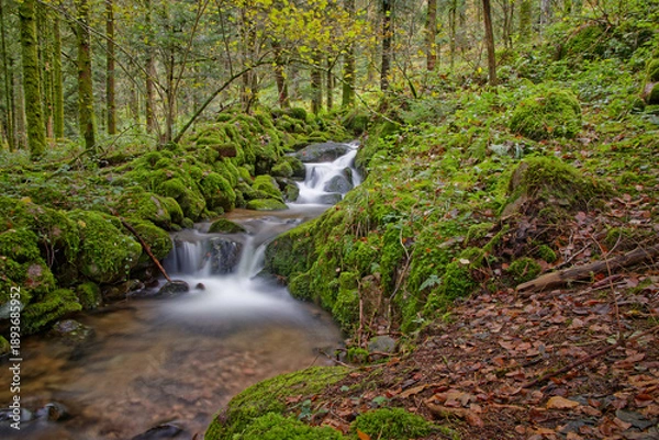 Obraz Ruisseau des Vosges