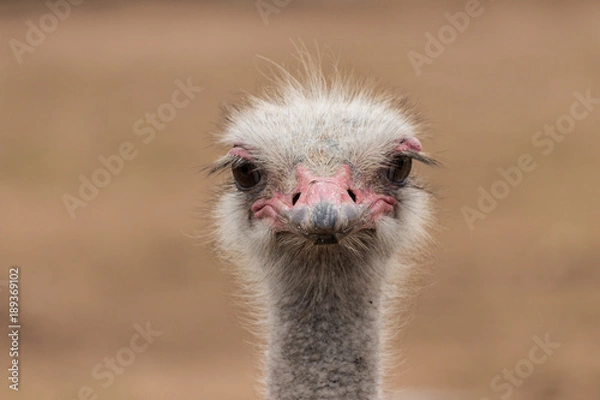 Fototapeta Common Ostrich portrait