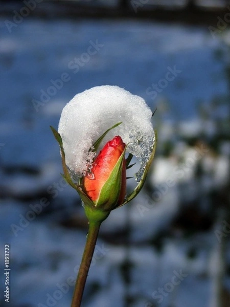 Fototapeta rose under snow
