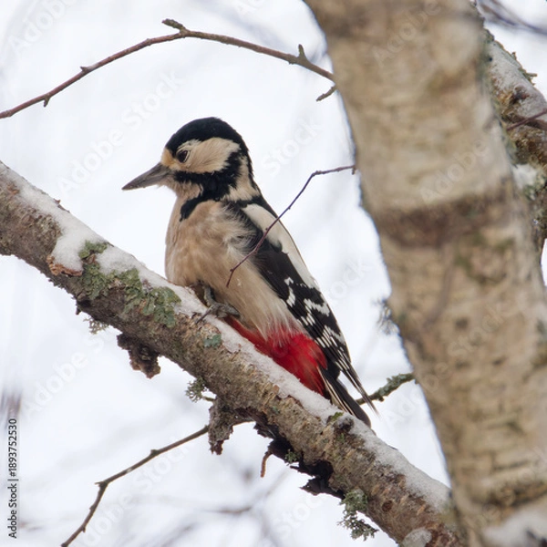 Obraz Le pic épeiche