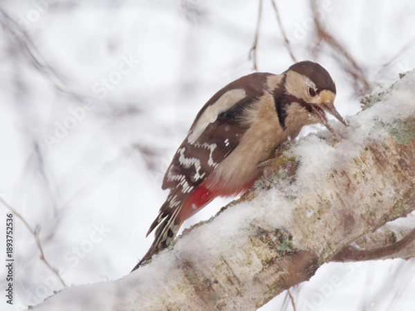 Obraz Le pic épeiche