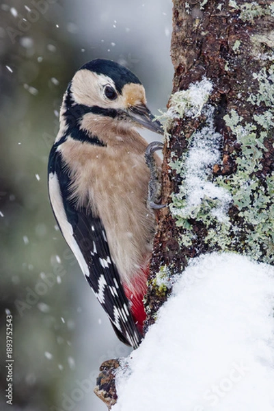 Obraz Le pic épeiche