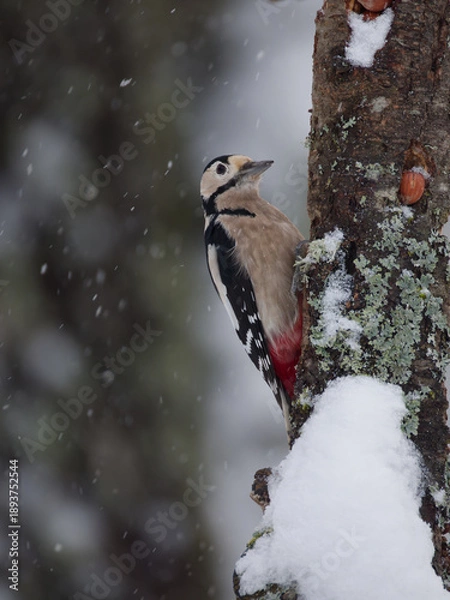 Obraz Le pic épeiche