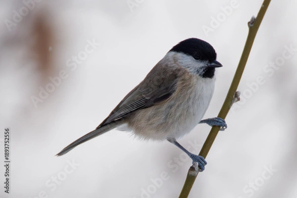 Obraz La mésange nonnette