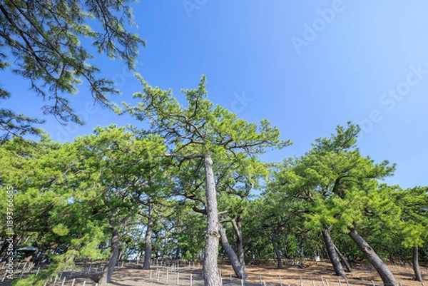 Obraz 三保松原の松林