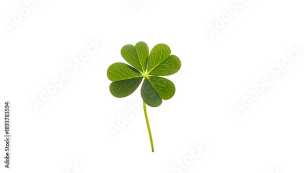 Obraz Four Leaf Clover Isolated on White Background.