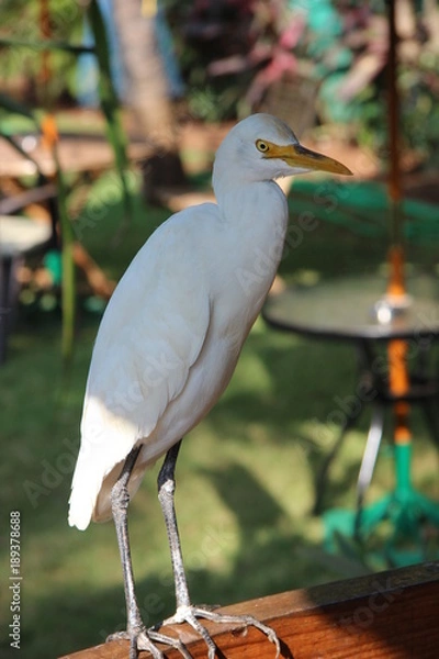 Obraz white egret