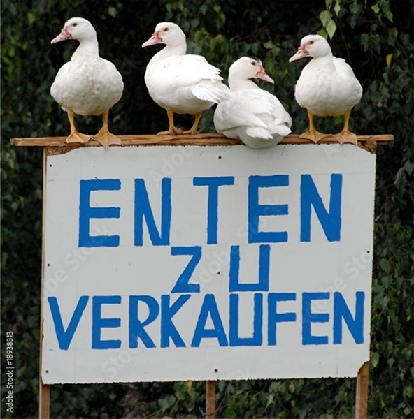 Obraz Enten