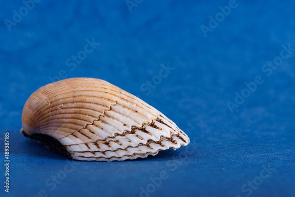 Obraz seashell on a blue background