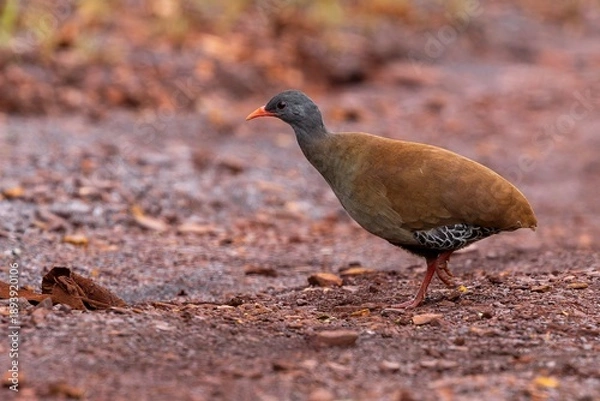 Fototapeta Small-billed tinamou 