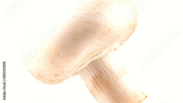 Obraz White button mushroom isolated on a pure background
