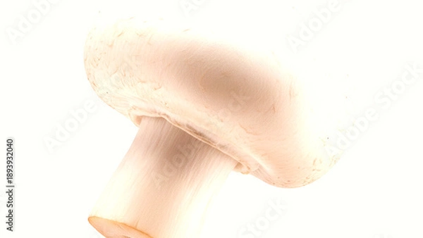 Obraz Single fresh mushroom on a white background