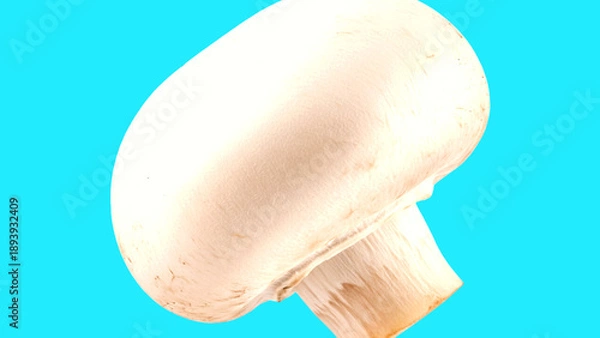 Obraz Single button mushroom on a vibrant blue background