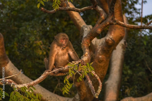Fototapeta wild monkey on a tree