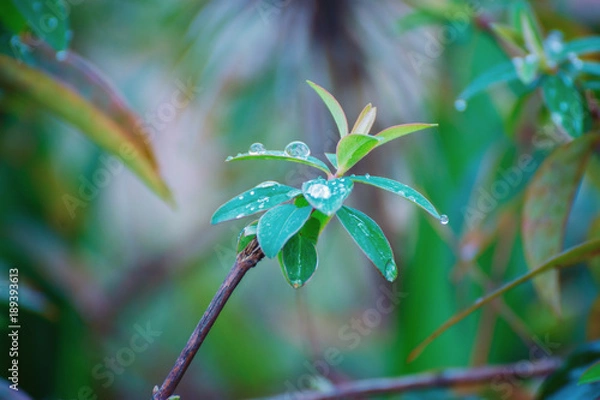 Obraz Green wild plant