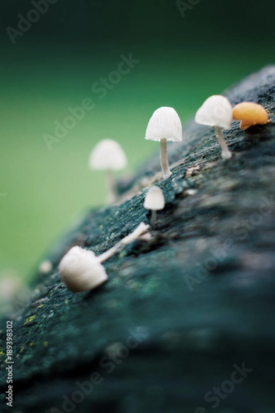 Obraz Tiny wild mushrooms