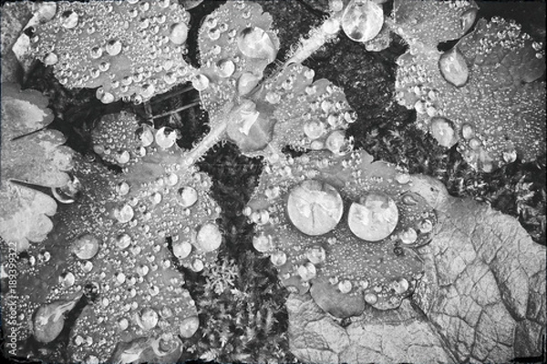 Obraz Black and White water drops