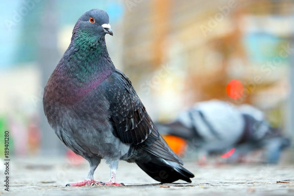 Obraz Niebieskawo-szary gołąb miejski, columba livia domestica, siedzący na chodniku z kostki brukowej przed rozmytymi budynkami i światłami w Berlinie