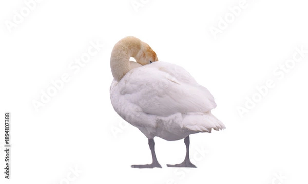 Obraz swan isolated
