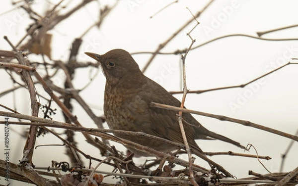 Obraz  thrush on a grape vine in winter