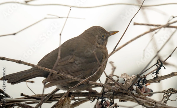 Obraz  thrush on a grape vine in winter