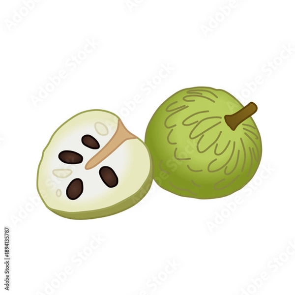 Obraz custard apple vector