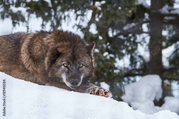 Obraz 冬のシンリンオオカミ
