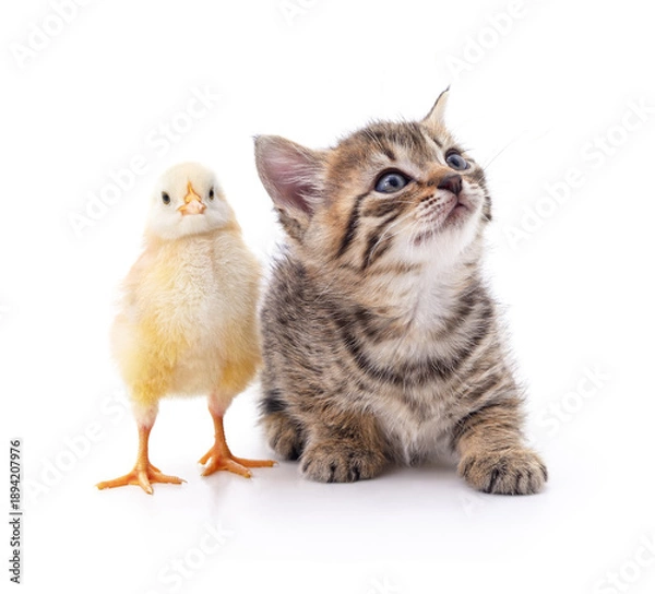 Obraz Cute kitten and small yellow chick.