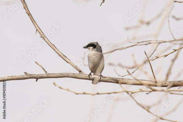 Fototapeta Loggerhead Shrike