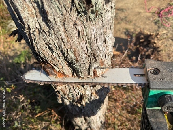 Obraz チェーンソで庭木を伐採