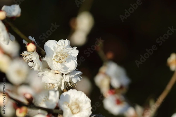Fototapeta 梅の花