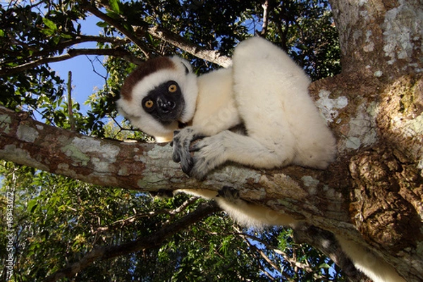 Obraz Sifaka Manambato
