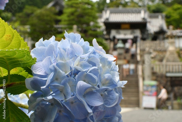 Obraz アジサイと寺院