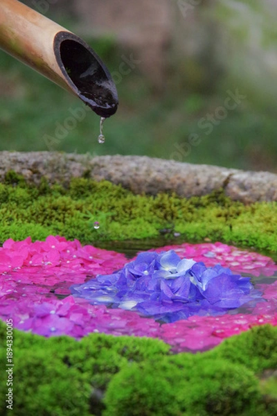 Obraz 花手水に落ちる水滴