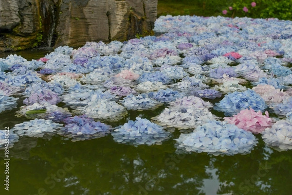 Obraz 水に浮いた紫陽花