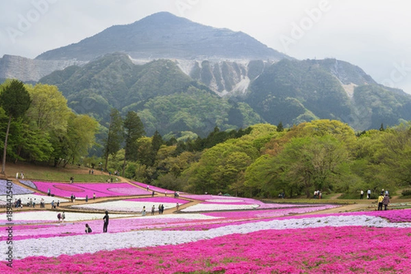 Obraz 日本：羊山公園／観光客がいる「芝桜の丘」と武甲山／埼玉県秩父市・4月