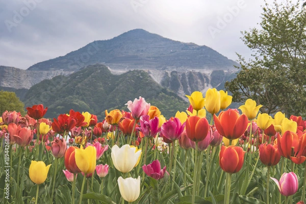 Obraz 日本：羊山公園／武甲山をバックにして咲くチューリップ【芝桜の丘】埼玉県秩父市・4月