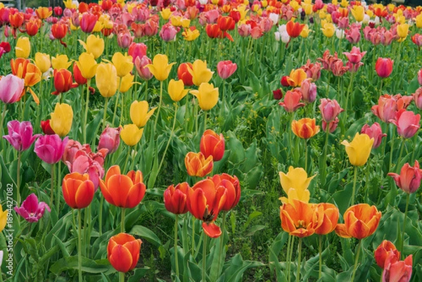 Obraz 画面いっぱいに咲くカラフルなチューリップ（Tulipa）／春のグラフィック素材