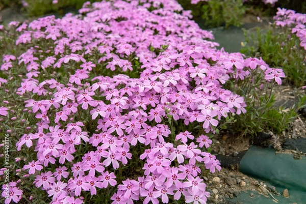 Obraz 日本：シバザクラ「オータムローズ」／羊山公園「芝桜の丘」埼玉県秩父市