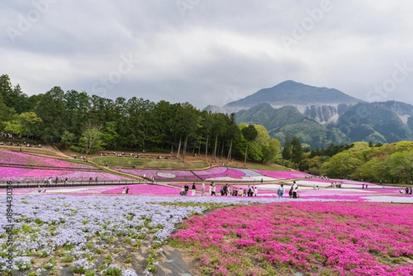Obraz 日本：羊山公園／武甲山をバックにした「芝桜の丘」／埼玉県秩父市・4月